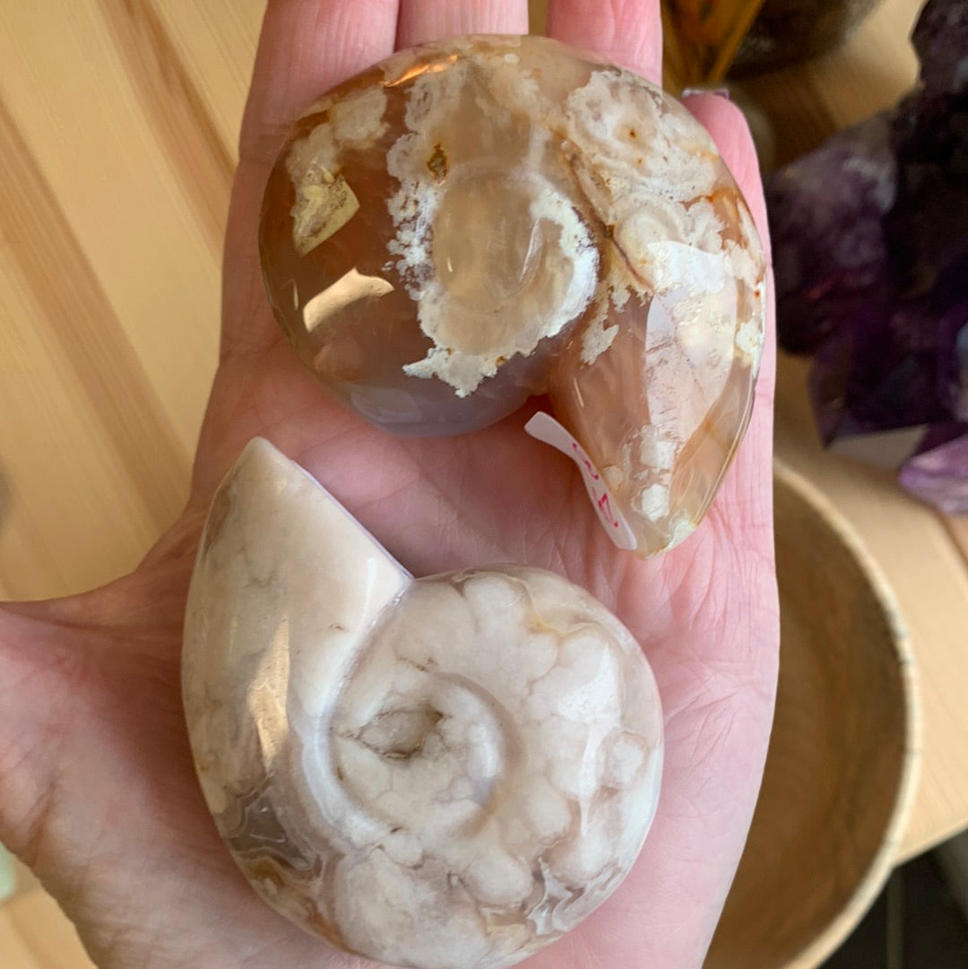 Flower Agate Ammonite Shape